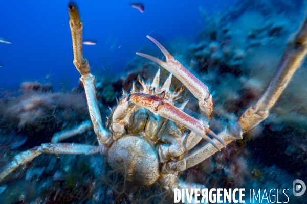 Grande araignée de mer maja squinado en Corse