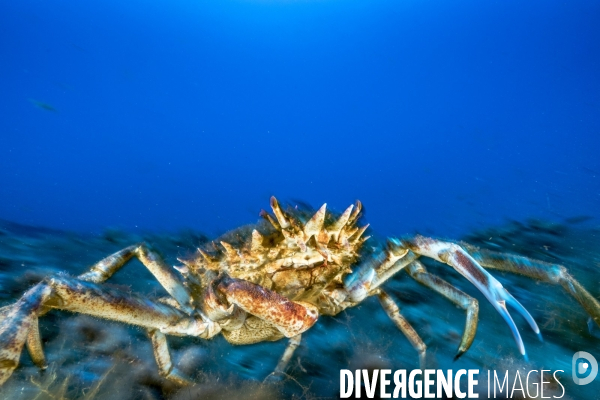 Grande araignée de mer maja squinado en Corse