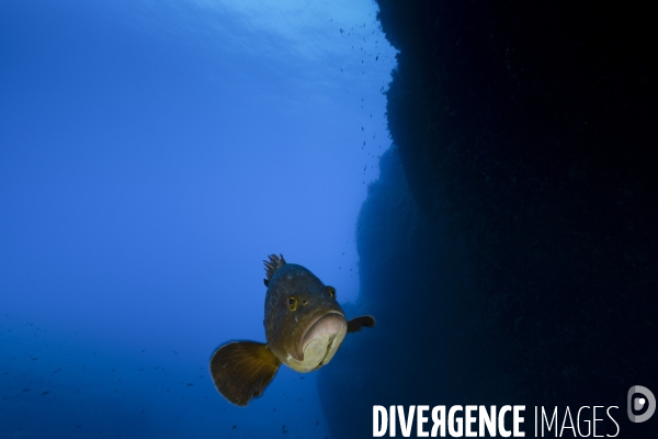 Mérou brun de la réserve marine de Scandola