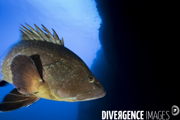 Mérou brun de la réserve marine de Scandola