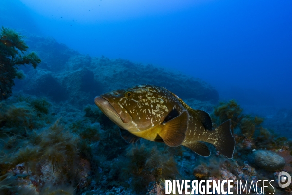 Mérou brun de la réserve marine de Scandola