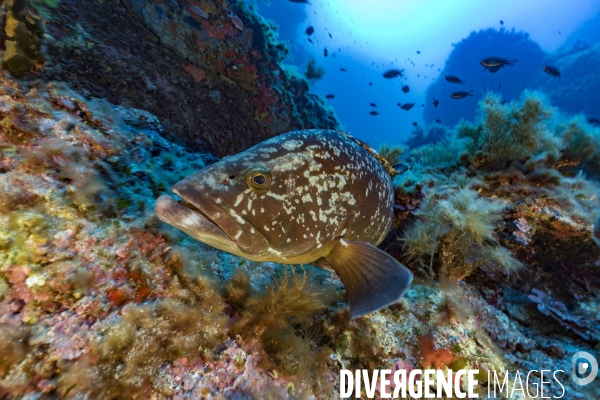 Mérou brun de la réserve marine de Scandola