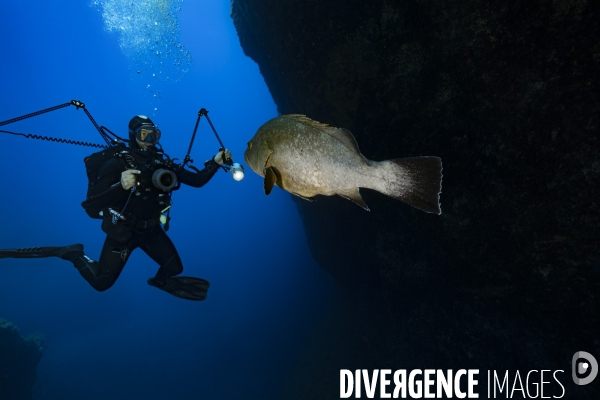 Face à face entre un mérou et un plongeur photographe