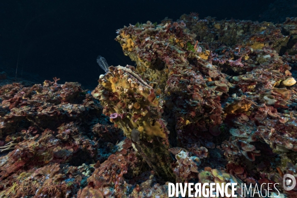 Une nacre épineuse Pinna rudis dans le coralligène en Corse