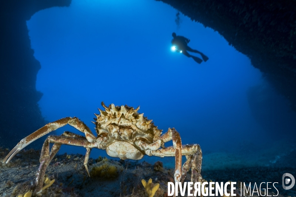 Une araignée de mer dans une grotte sous-marine en Corse