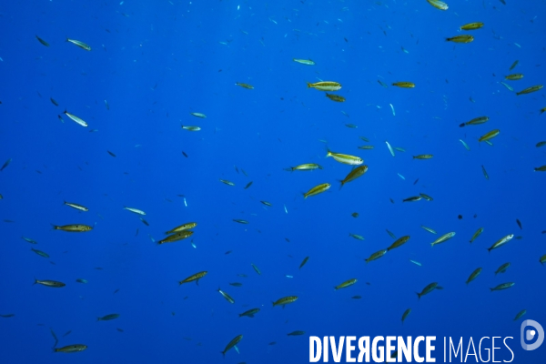 Banc de poissons en plein eau dans la réserve marine de Scandola