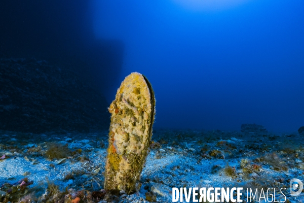 Grande nacre Pinna nobilis sur les fonds marins de Scandola