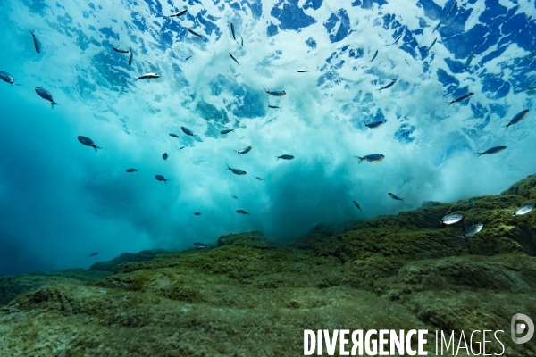 Oblades sous la surface à Scandola