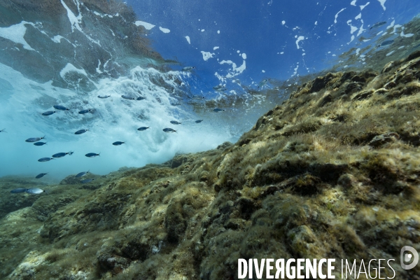 Oblades sous la surface à Scandola