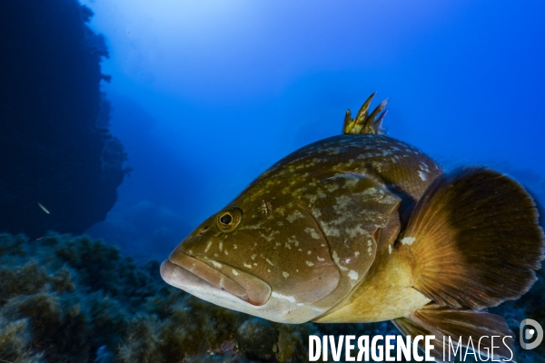 Mérou brun dans la réserve de Scandola en Corse