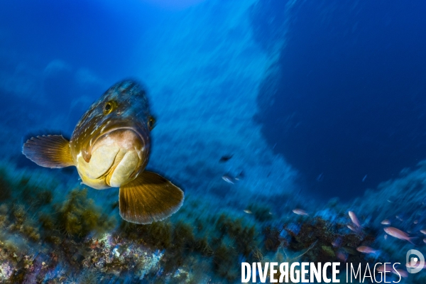 Mérou brun dans la réserve de Scandola en Corse