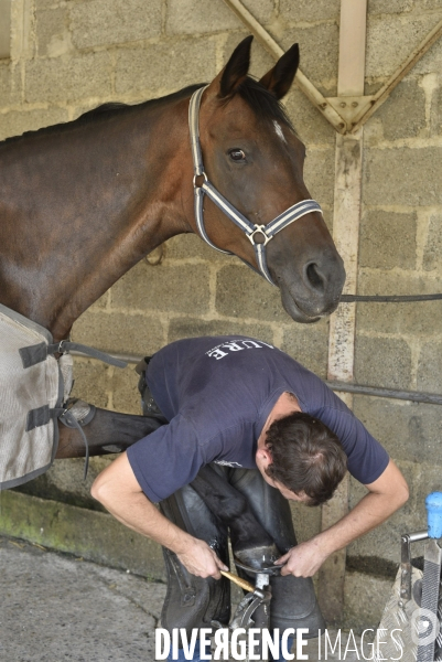 Animaux : un maréchal-ferrant ferre les chevaux. Animals: a blacksmith with horse.
