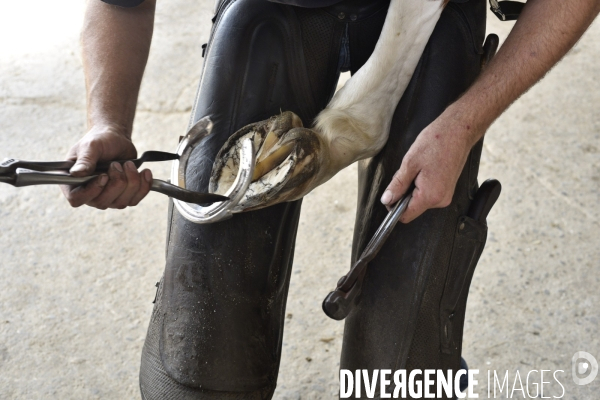 Animaux : un maréchal-ferrant ferre les chevaux. Animals: a blacksmith with horse.