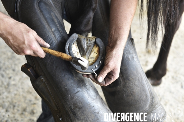 Animaux : un maréchal-ferrant ferre les chevaux. Animals: a blacksmith with horse.