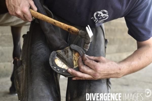 Animaux : un maréchal-ferrant ferre les chevaux. Animals: a blacksmith with horse.