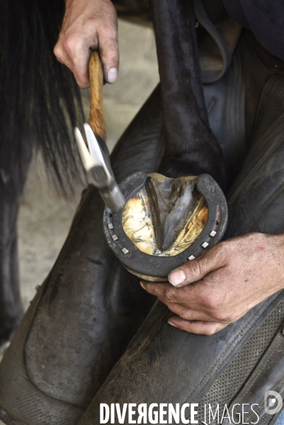 Animaux : un maréchal-ferrant ferre les chevaux. Animals: a blacksmith with horse.