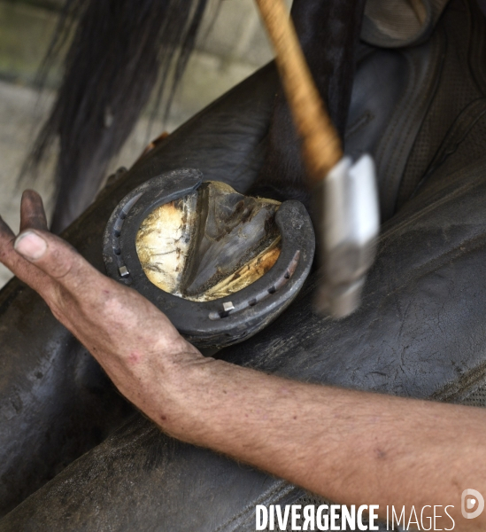 Animaux : un maréchal-ferrant ferre les chevaux. Animals: a blacksmith with horse.