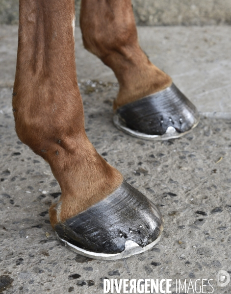 Animaux : un maréchal-ferrant ferre les chevaux. Animals: a blacksmith with horse.