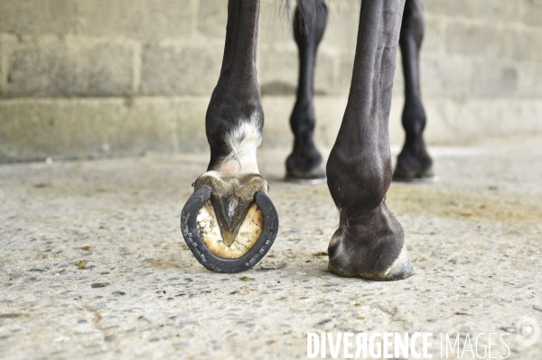 Animaux : un maréchal-ferrant ferre les chevaux. Animals: a blacksmith with horse.