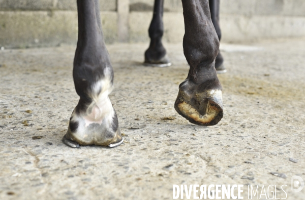 Animaux : un maréchal-ferrant ferre les chevaux. Animals: a blacksmith with horse.