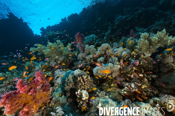 Tombant corallien de Mer Rouge