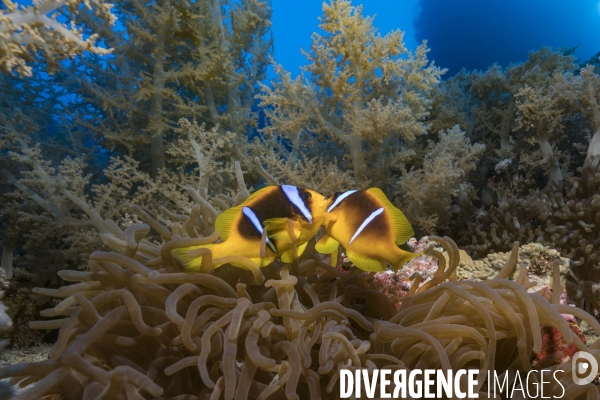 Poisson clown de Mer Rouge (Amphiprion bicinctus)