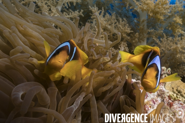 Poisson clown de Mer Rouge (Amphiprion bicinctus)