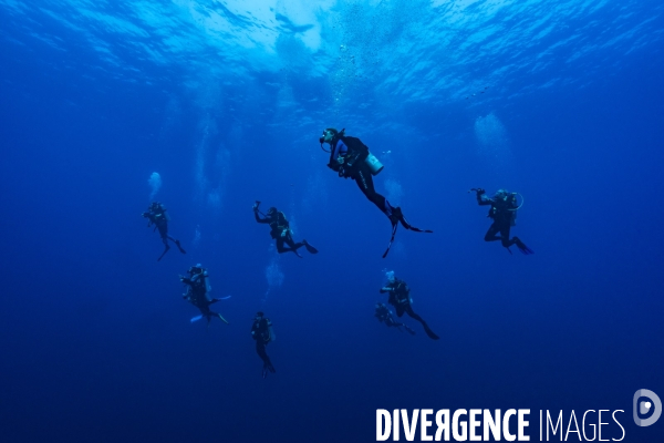 Plongeurs sous la surface en Mer Rouge