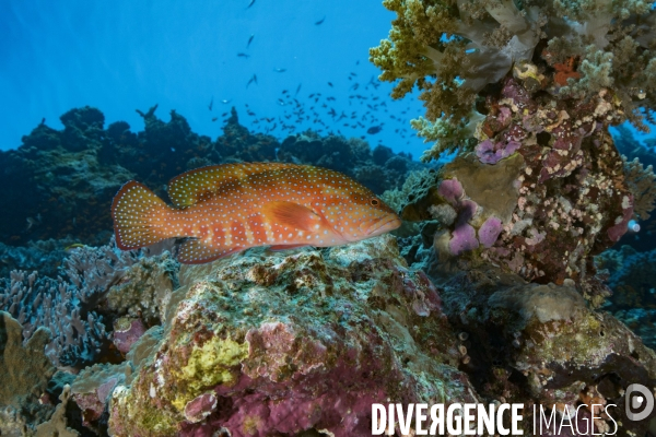 Mérou rouge au coeur du récif en Mer Rouge