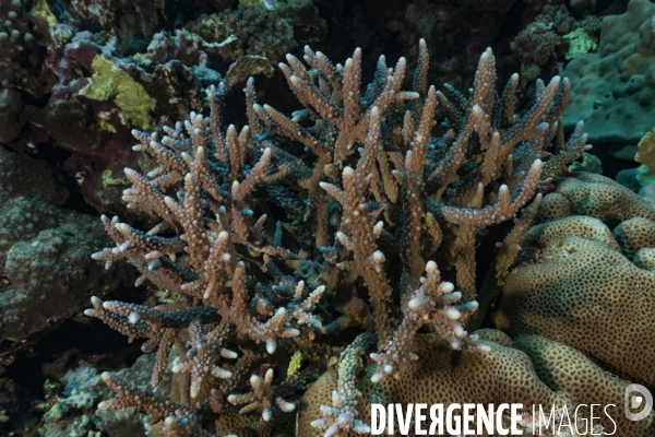 Corail Acropora sp. en Mer Rouge