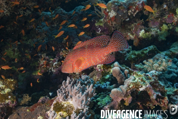 Mérou rouge au coeur du récif en Mer Rouge