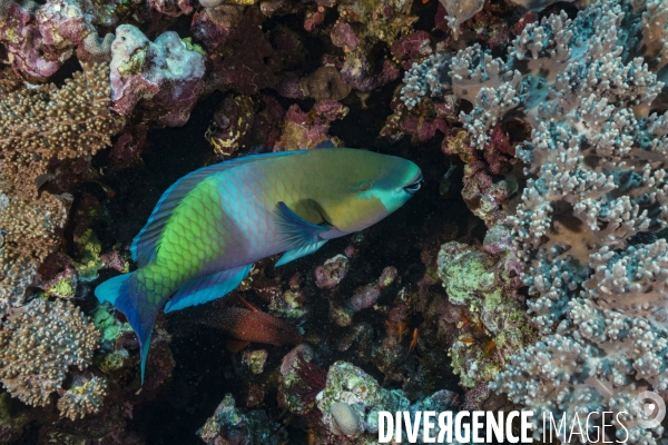 Poisson perroquet flambé (Chlorurus sordidus) au coeur du récif corallien