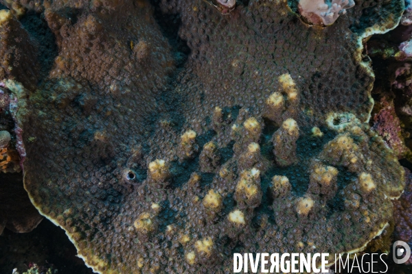 Corail Echinophyllia aspera en Mer Rouge