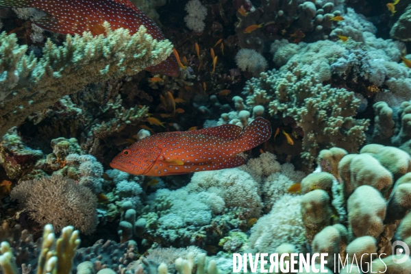 Mérou rouge au coeur du récif en Mer Rouge