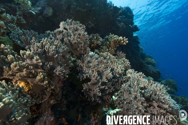 Corail cuir Sinularia sp. en Mer Rouge