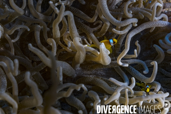 Poisson clown de Mer Rouge (Amphiprion bicinctus)