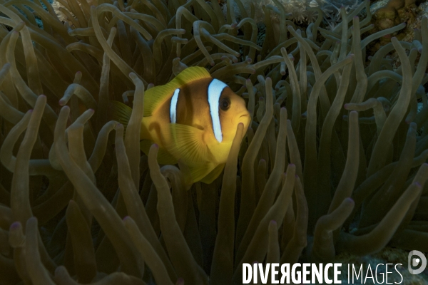 Poisson clown de Mer Rouge (Amphiprion bicinctus)