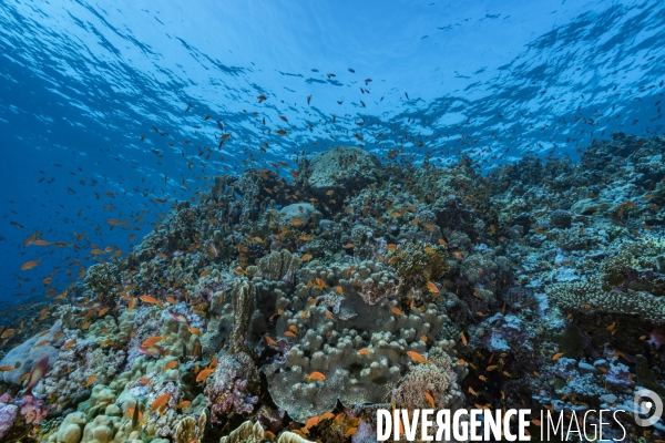 Massif corallien et anthias en Mer Rouge