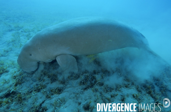 Dugong