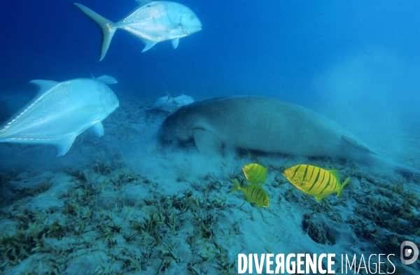 Dugong