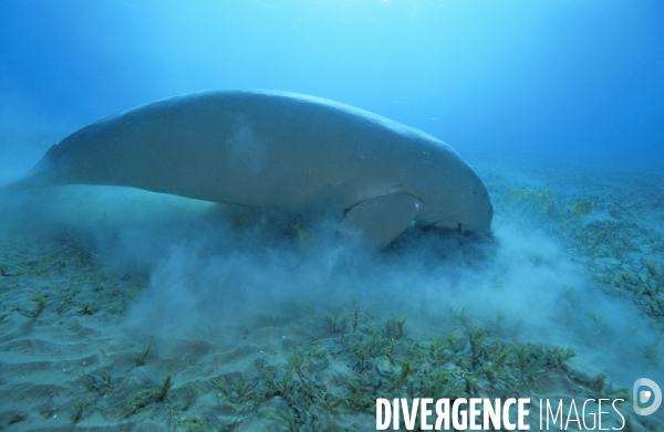 Dugong