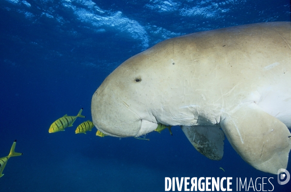 Dugong