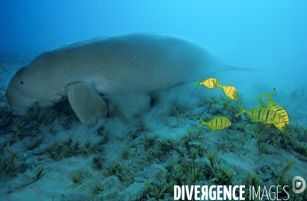 Dugong