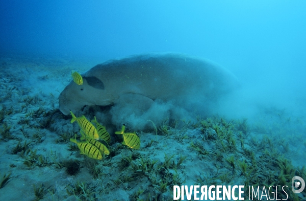 Dugong