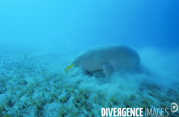 Dugong