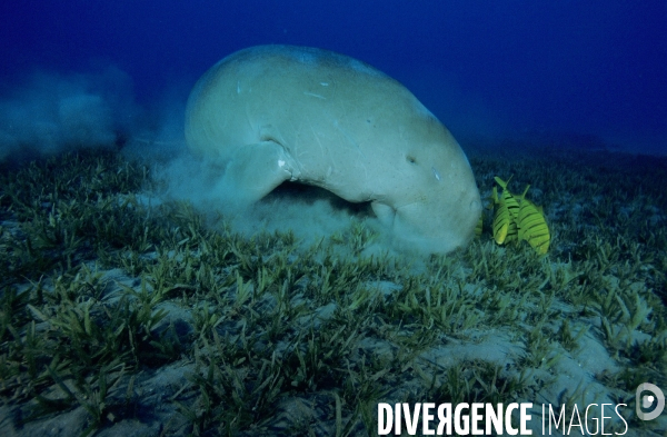 Dugong