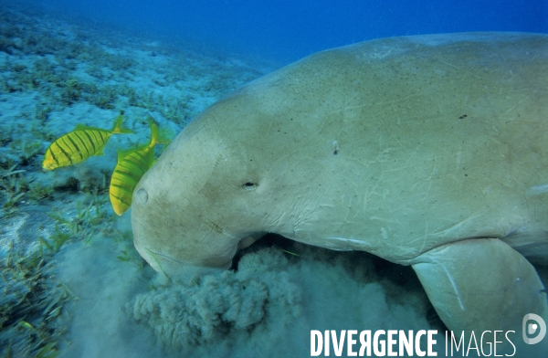 Dugong