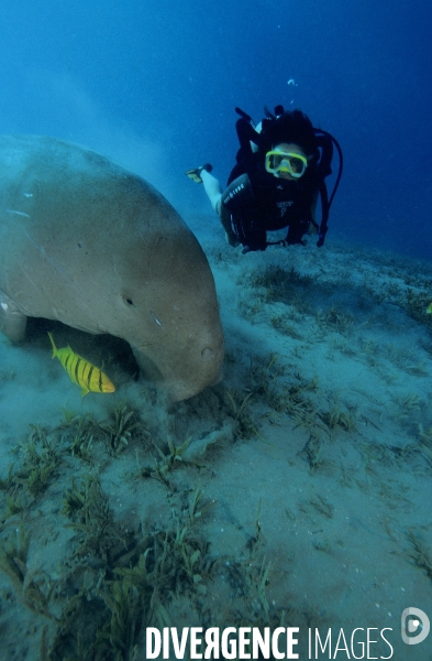 Dugong