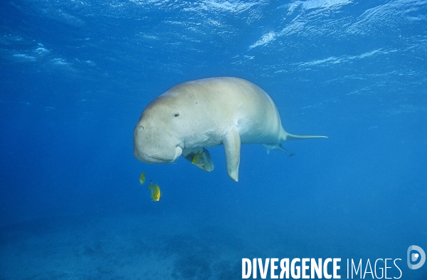 Dugong