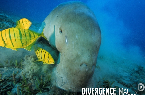 Dugong